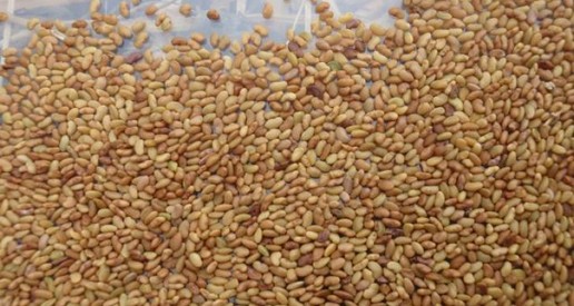 Ceyda Madencilik Gübre Kükürt Baharat Bakliyat Tohum